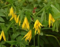 Canary yellow flowers hanging from fresh green leaves